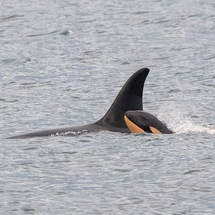 Another &ldquo;Devastating&rdquo; Loss For Orca Mom Who Carried Lifeless Calf For 17 Days And 1,000 Miles
