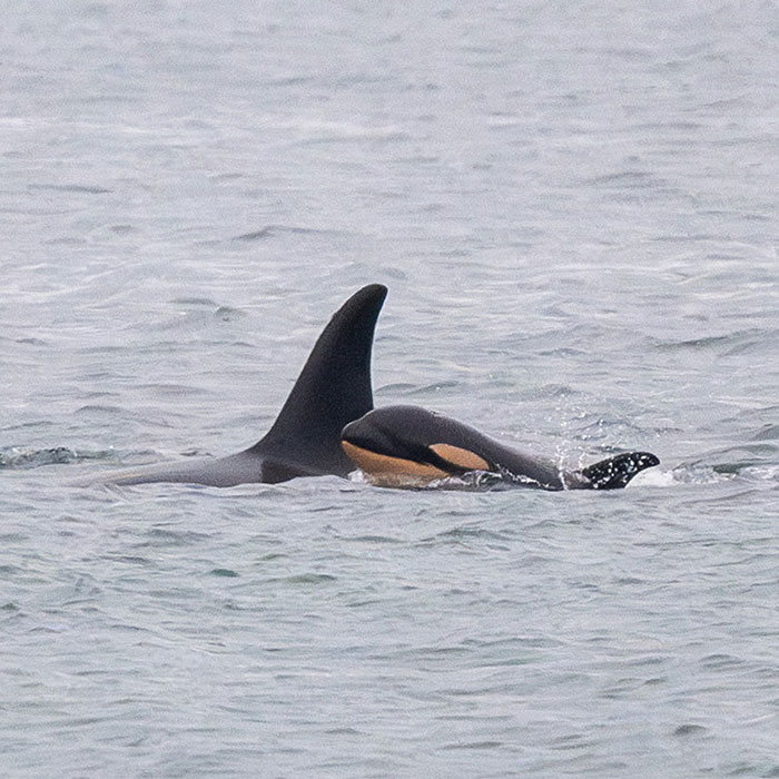 Another &ldquo;Devastating&rdquo; Loss For Orca Mom Who Carried Lifeless Calf For 17 Days And 1,000 Miles