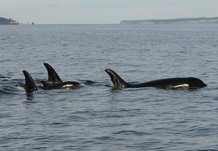 Another &ldquo;Devastating&rdquo; Loss For Orca Mom Who Carried Lifeless Calf For 17 Days And 1,000 Miles