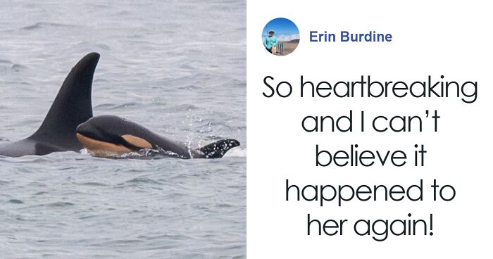 Another “Devastating” Loss For Orca Mom Who Carried Lifeless Calf For 17 Days And 1,000 Miles
