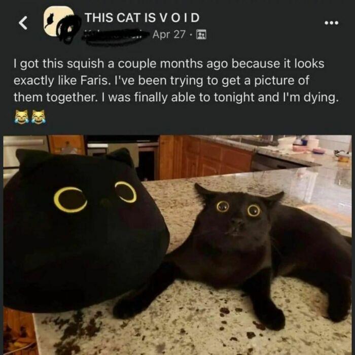 Wholesome-Meet-The-Internet-Best-All-Time