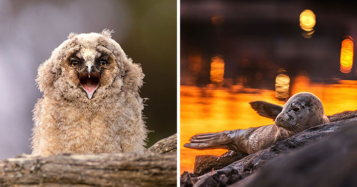 30 Beautiful Wildlife Photographs By Finnish Photographer Ossi Saarinen (New Pics)