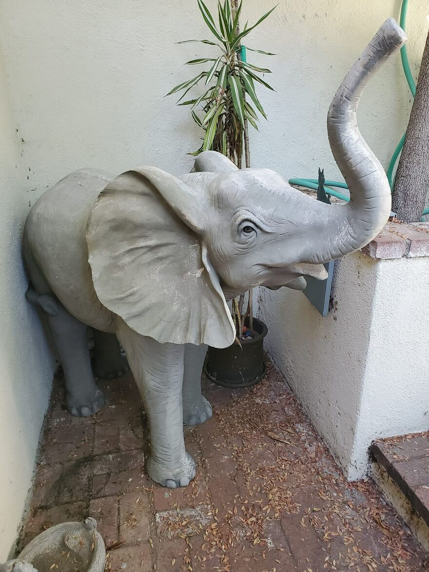 My Husband Came Home From A Ride And Said That There Was A Baby Elephant On The Side Of The Road, After Much Struggle We Managed To Get Her Home. Meet Nelly The Elephant