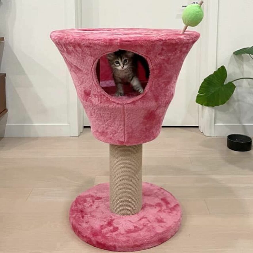 My Absolutely Ridiculous Cat Martini Glass Tower I Found On Facebook Marketplace. My Kitties Name Is Olive, And She Loves It Very Much So Far