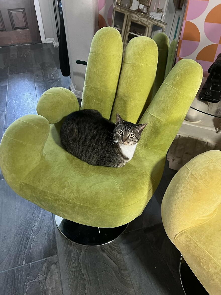 Finally Got My Hands On Some Hand Chairs! Got Off Fb Marketplace. Cutest Cat In The World For Size Reference