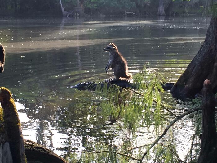 Raccoon sitting on an alligator in a Florida river, showcasing a wild moment in nature.
