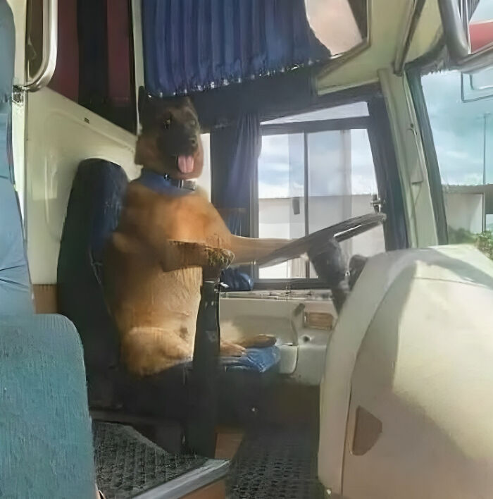 A dog humorously sits in a driver's seat, posing like it's steering a vehicle, embodying a tough animal spirit.