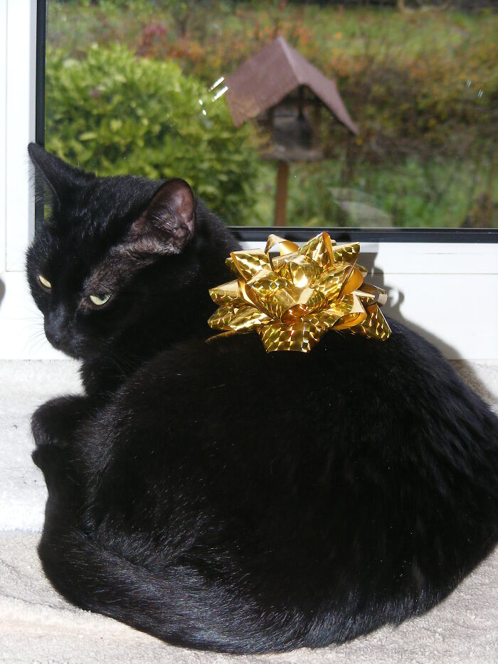 Baghira Not Impressed