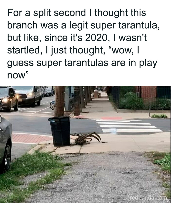 Branch on the sidewalk humorously resembling a tarantula, capturing dad's unique sense of humor.