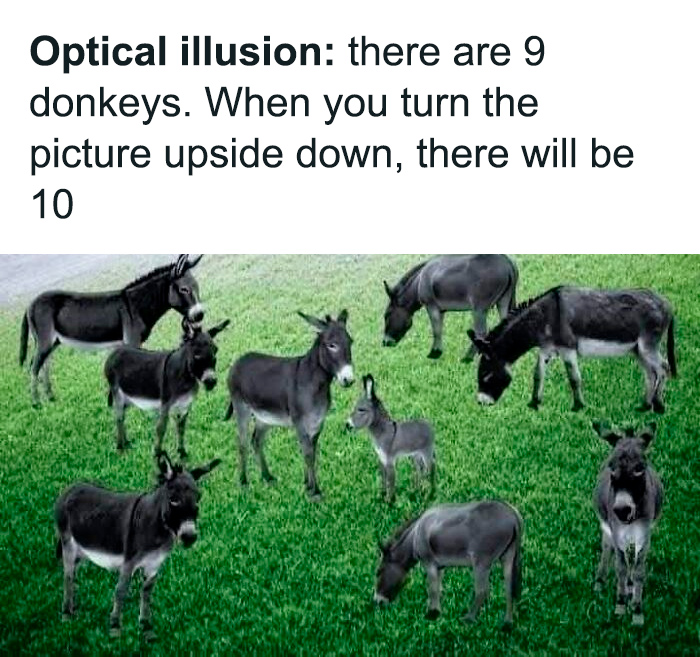 Optical illusion with donkeys on grass, humorously stating the count changes when flipped.
