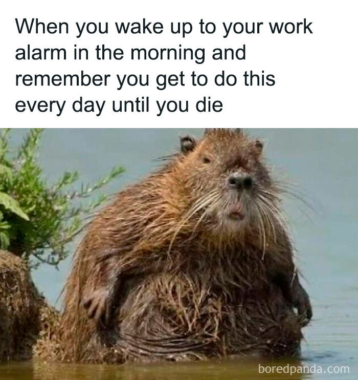 Wet rodent with a humorous expression, illustrating dad humor about waking up to a work alarm daily.