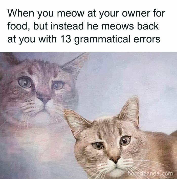 Hilariously random cat looking confused with text about meowing back with errors.