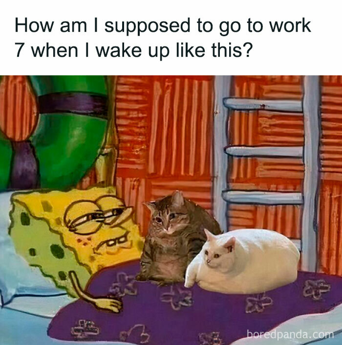SpongeBob in bed looking sleepy with two cats on the blanket, capturing a fun stuff with cats moment.