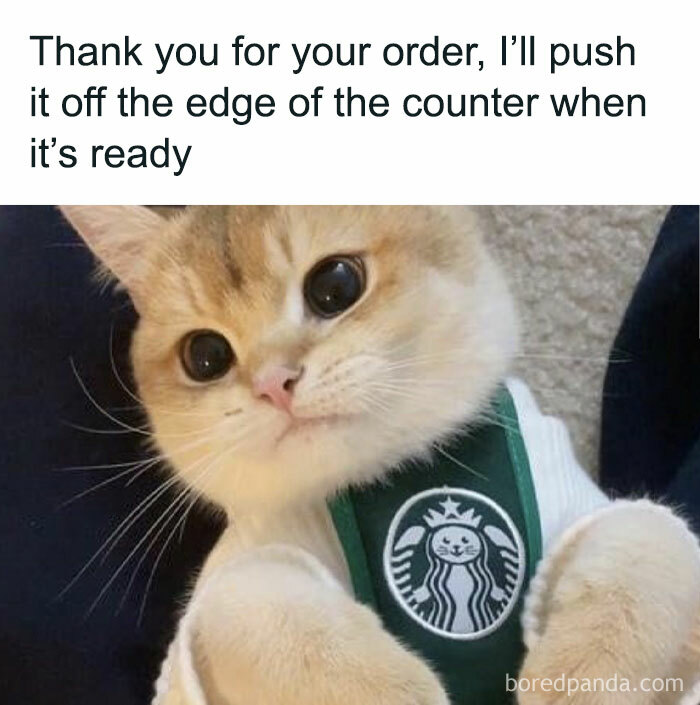 Cute cat wearing a parody uniform with a funny message about pushing orders off the counter.