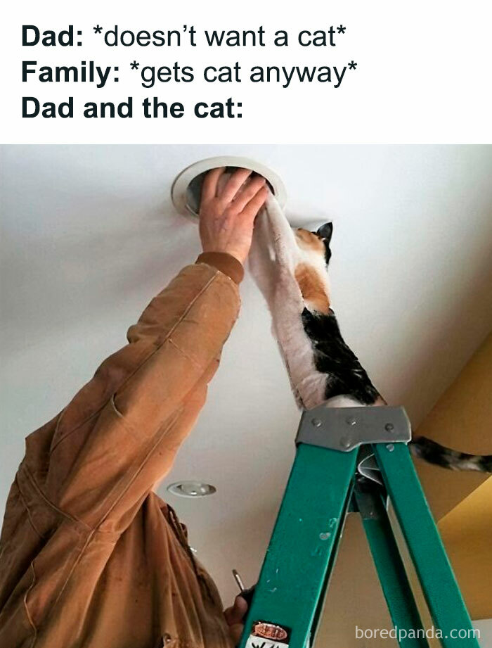 Man on ladder reaching for cat's paw through ceiling, illustrating humorous cat antics.