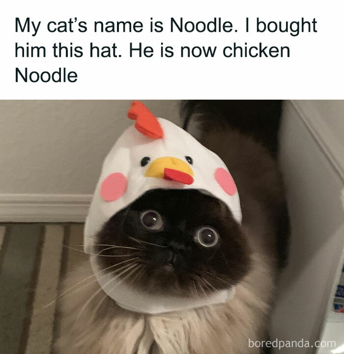 Cat wearing a chicken hat looking adorably confused, epitome of hilariously random cat pics.