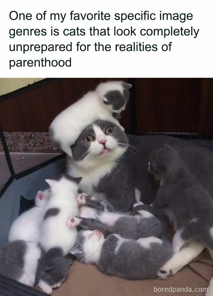 Cat looking overwhelmed while surrounded by playful kittens.