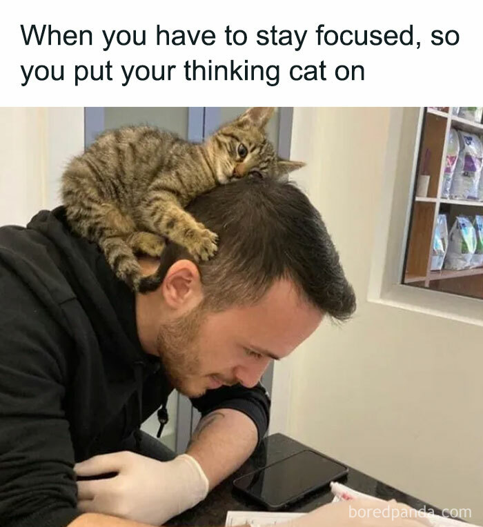 A man focused on work with a kitten on his head, showcasing hilariously random cat moments.