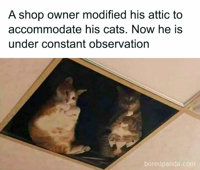 Cats observing from a ceiling panel while the shop owner works below.