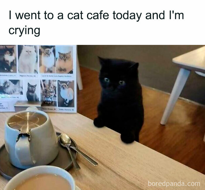 Black cat at a cafe table, sitting beside a teapot and cup, with photos of other cats in the background.