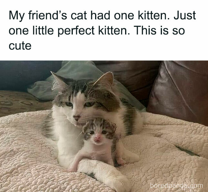 Cat with a single kitten on a cozy blanket, showcasing a cute and heartwarming moment.