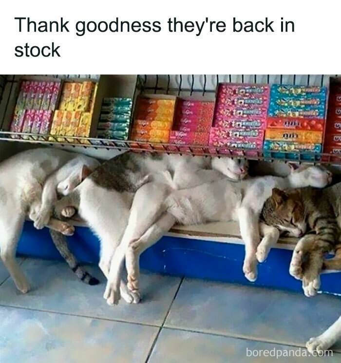 Cats napping on a store shelf beneath colorful products, showcasing hilariously random cat behavior.