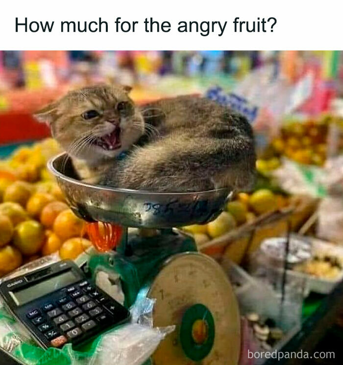 Cat sitting angrily in a market scale surrounded by fruits, humorously confused with produce.