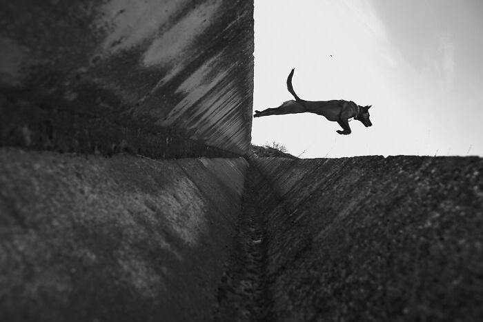 A dog leaps in a dramatic perspective, creating a visual coincidence that might make you look twice.