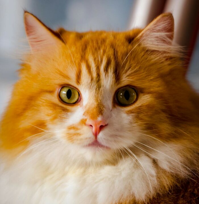 Orange and white cat with green eyes staring directly at the camera.