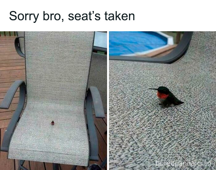 Bird being a jerk by claiming a seat on a chair, humorously captioned "Sorry Bro, Seats Taken."