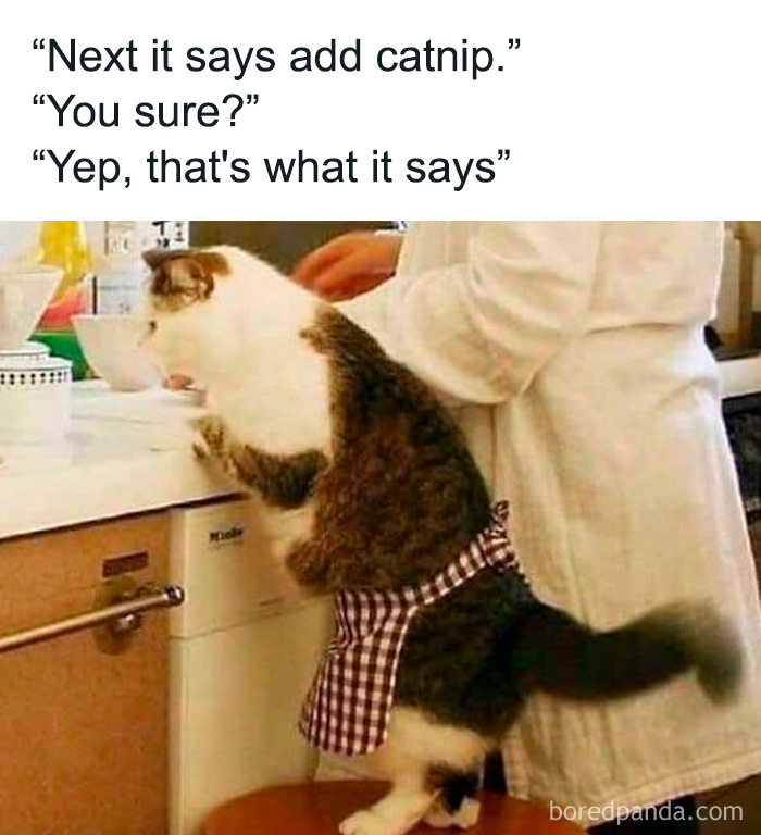 Cat in apron reading recipe with person, showcasing dad's humor.