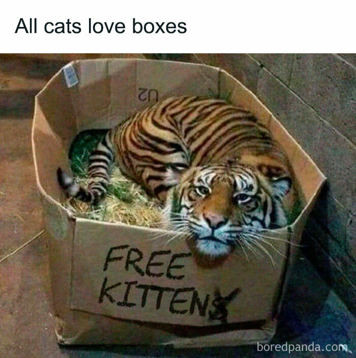 Tiger humorously lying in a box labeled "Free Kittens," showcasing a hilariously random meme.