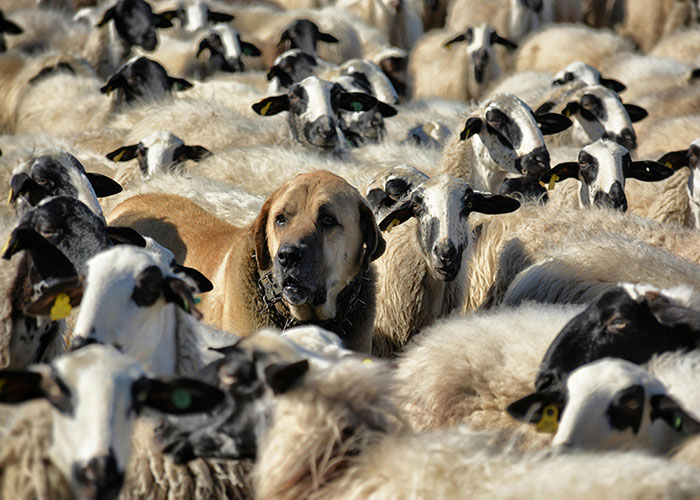 Dog surrounded by a flock of sheep, illustrating pets in unusual situations.