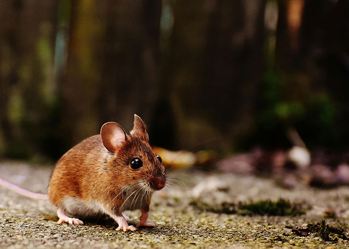 “What Is The Most Wholesome Fact You Know?” (35 Answers)