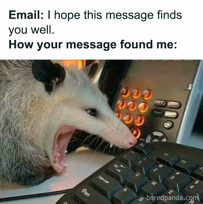 A possum angrily reacting at a desk, next to a keyboard and phone, portraying work memes from Humorous Resources.
