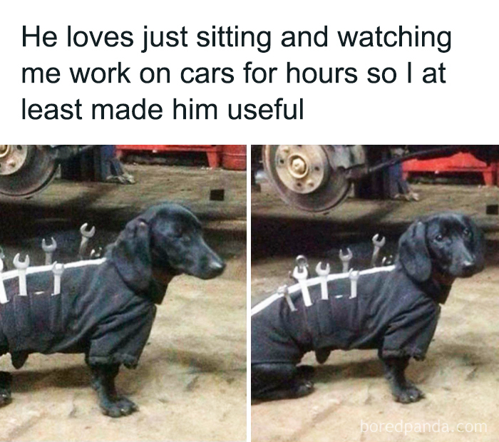Dog humorously dressed with wrenches on its back in a garage, exemplifying funny memes for entertainment.