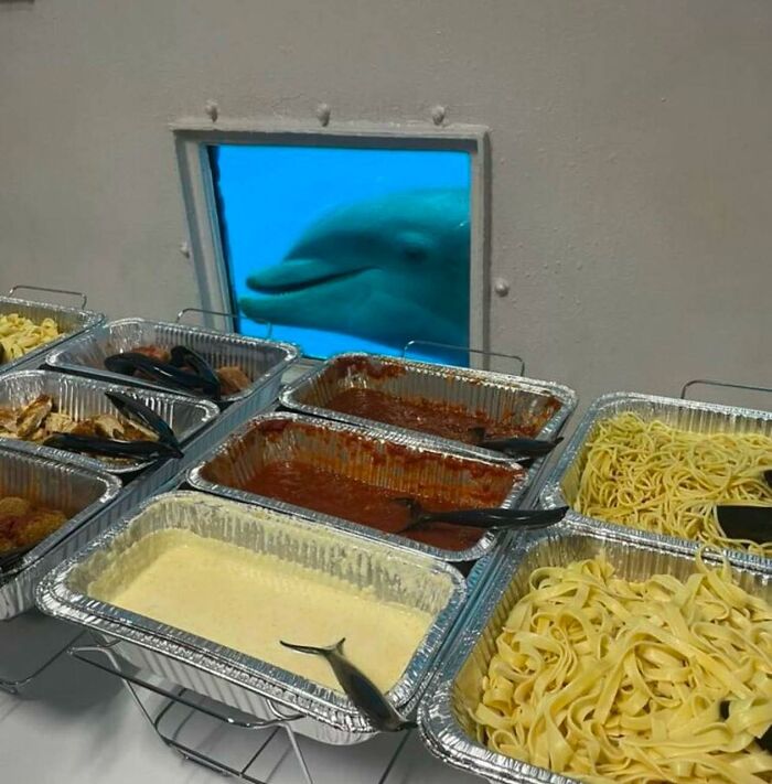 Dolphin peering through a window at trays of pasta, displaying funny animal curiosity.