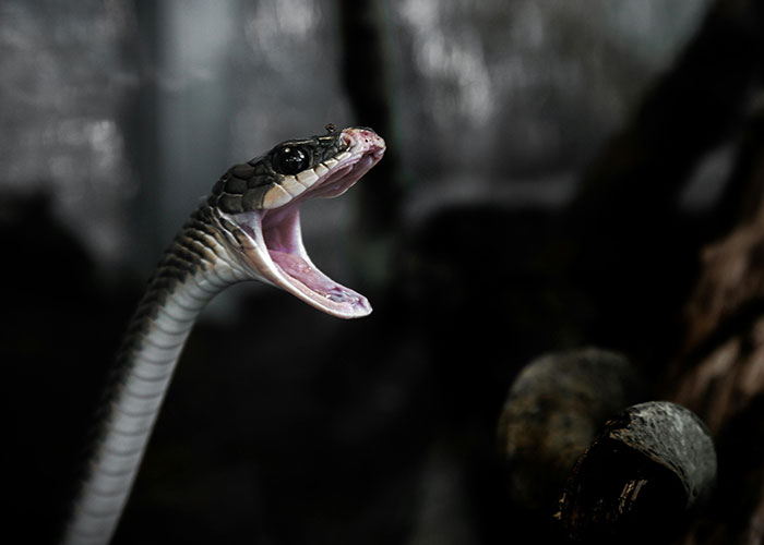 A snake with its mouth open wide, showcasing fangs in a dark, eerie setting, related to disturbing pet behaviors.