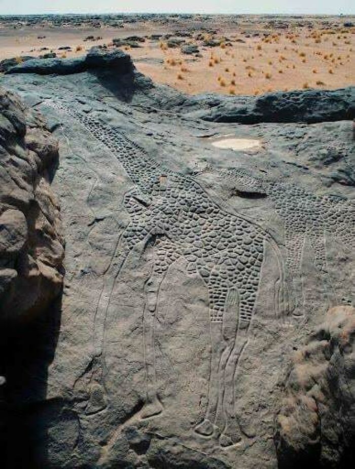 Ancient civilization rock carvings of giraffes in a desert landscape.