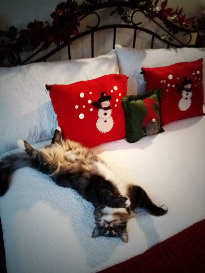 I Rescued This Little Guy From Being Stuck In A Motor