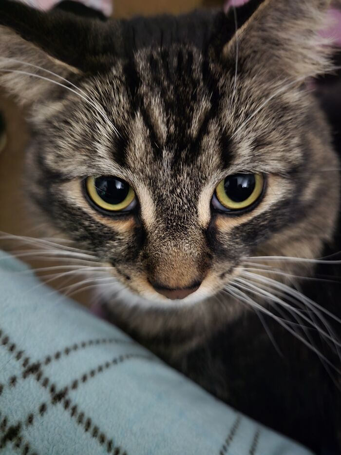 I Rescued This Little Guy From Being Stuck In A Motor