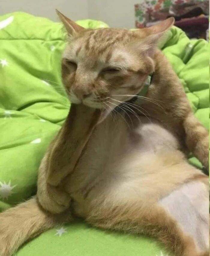 Orange cat in a quirky pose on a green blanket, embodying hilarious animals' "goblin mode."
