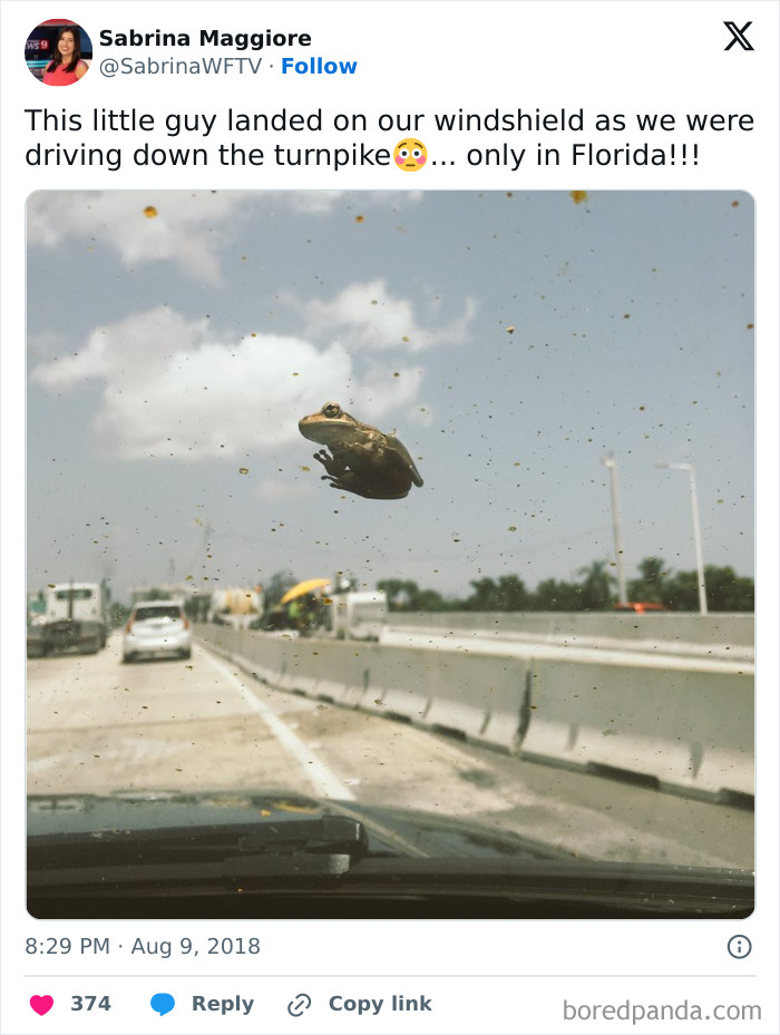 Frog on a windshield during a drive in Florida, capturing unexpected Florida wild moments on the highway.