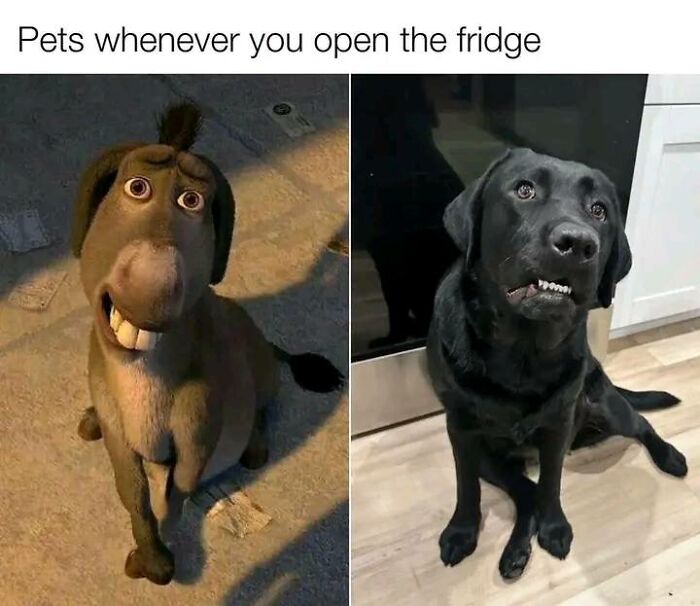 Pets with funny expressions, donkey and dog, showing uplifting meme humor.