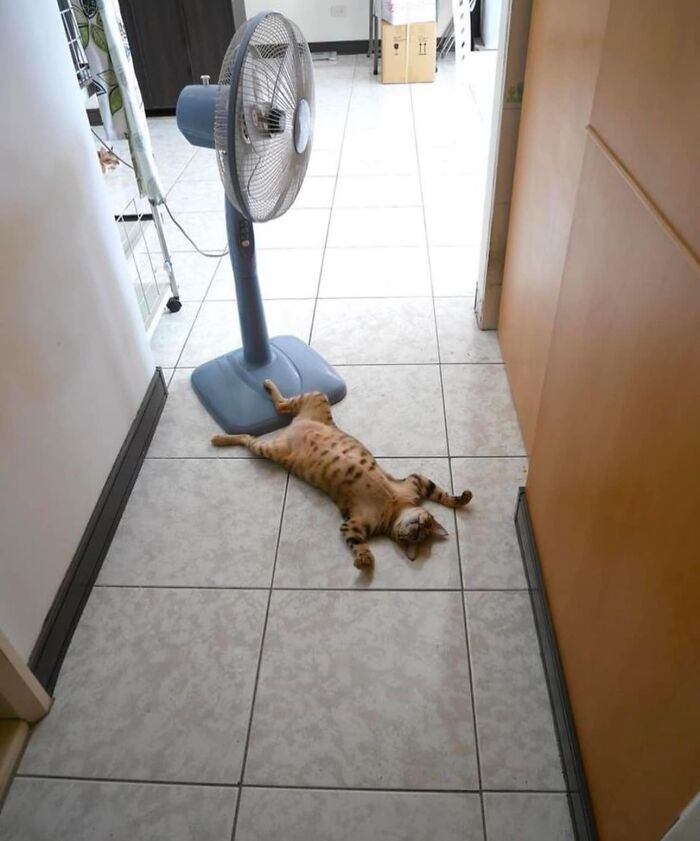 Gato tumbado en el suelo frente a un ventilador, actuando sin sentido en su modo goblin.