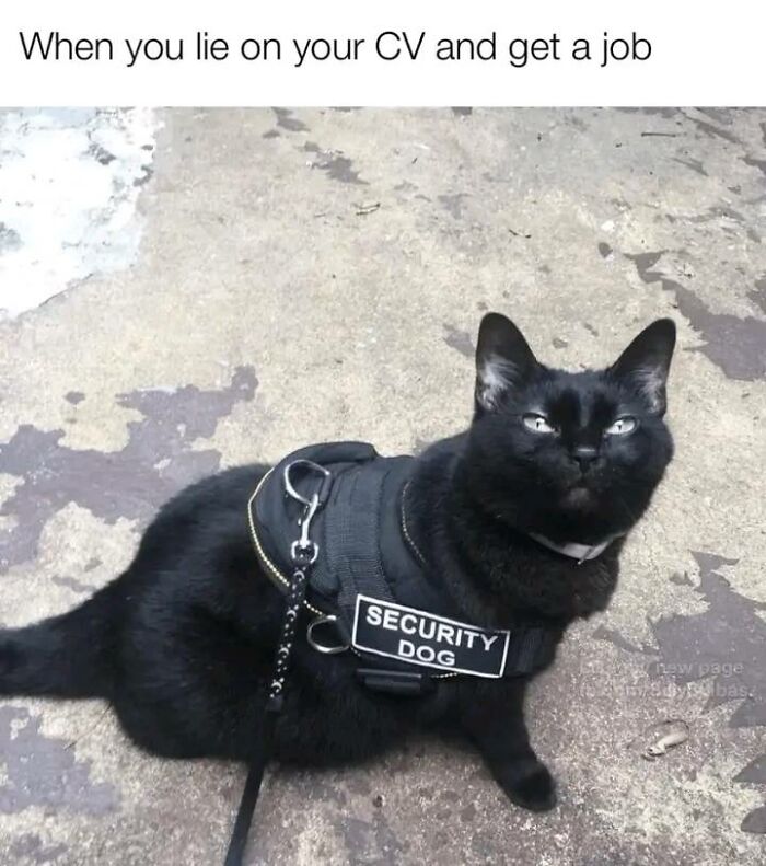 Black cat wearing a "Security Dog" vest, lying on concrete, with a humorous caption about job applications.