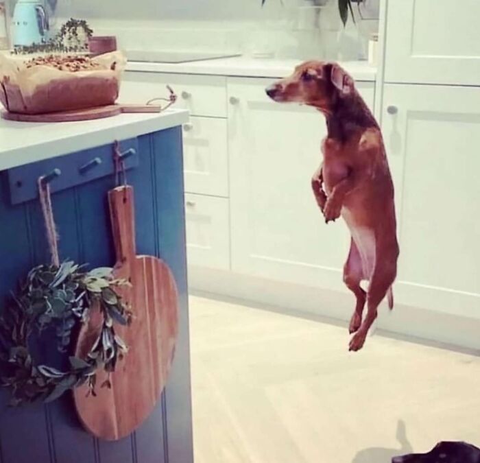 A small dog in mid-air by a kitchen counter, eyeing a fresh loaf, showcasing animals in full goblin mode.