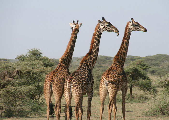 Three giraffes standing together in a savannah, showcasing a delightfully wholesome scene in nature.