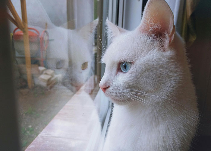 White cat with heterochromia gazing out a window, reflecting the theme of unusual pet behavior stories.