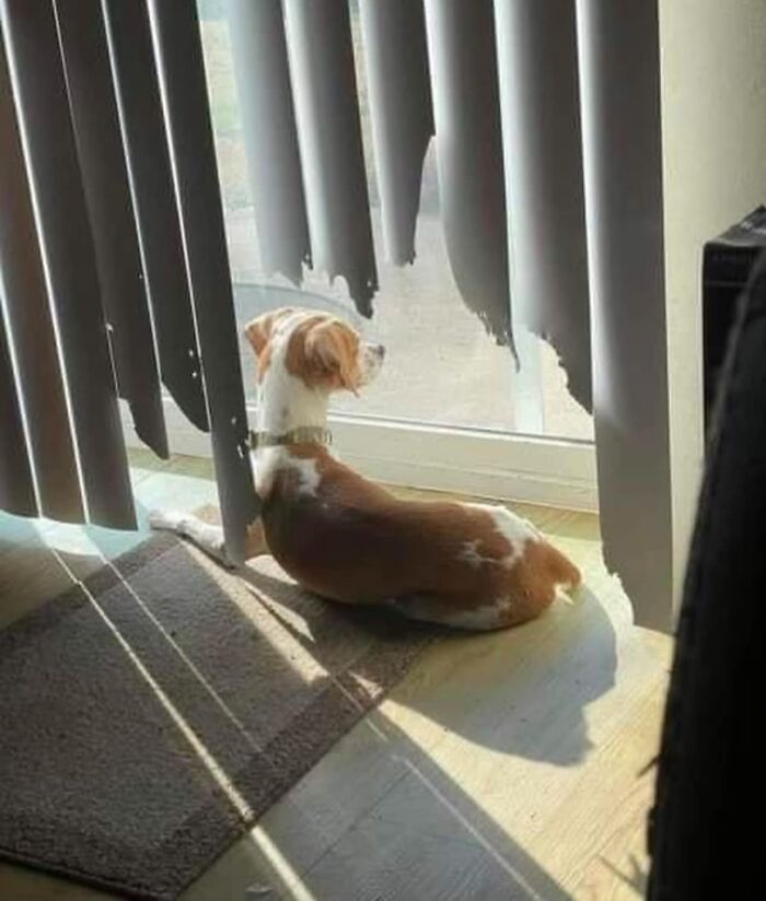 Dog looking out window with chewed blinds, embodying goblin mode.